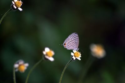 Close-up of butterfly perching on flower