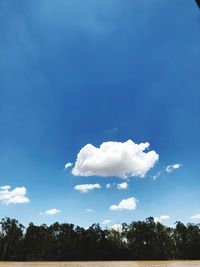 Low angle view of trees against blue sky