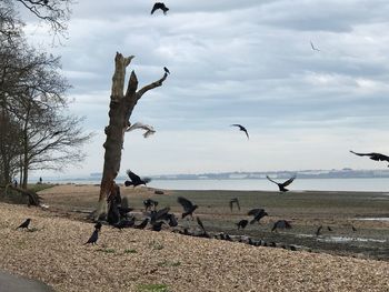 Birds flying over beach against sky