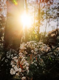 Sunlight streaming through tree