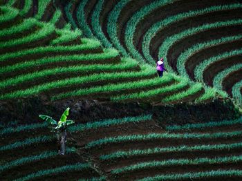 Full frame shot of rice paddy