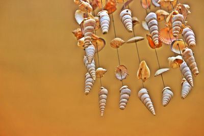 Close-up of shells