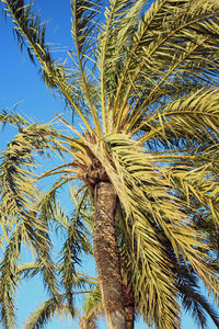 Low angle view of palm tree against blue sky