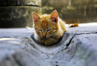 Close-up portrait of a cat