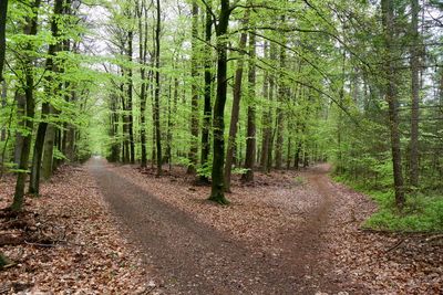 Road amidst trees in forest