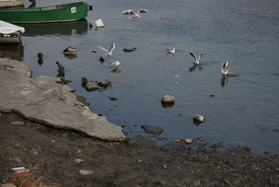 High angle view of birds on beach