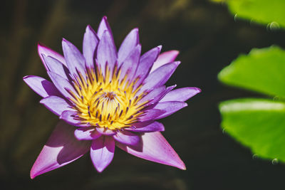 Close-up of purple water lily in pond