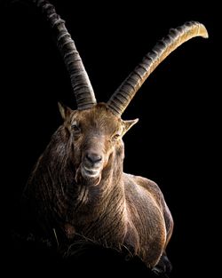 Close-up of ibex against black background