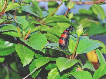 Close-up of butterfly on plant