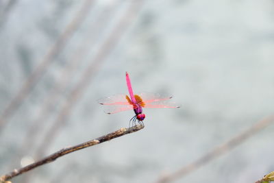 Close-up of insect on red flower