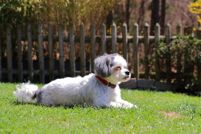 Dog relaxing on lawn