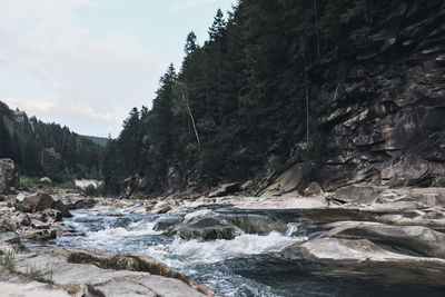 Scenic view of river amidst trees against sky