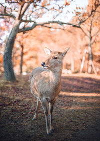 Deer standing on field