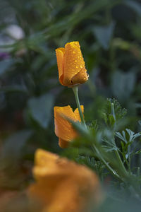 Close-up of yellow flower on field