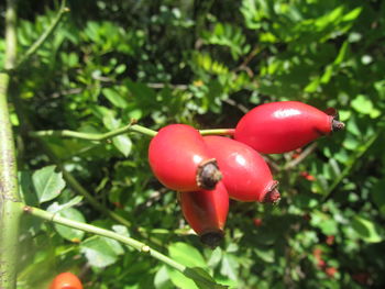 Close-up of red berries growing on plant