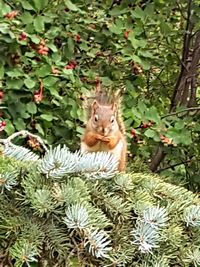 Squirrel on tree