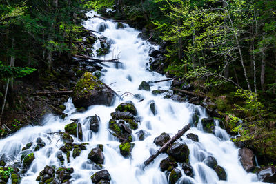 Scenic view of waterfall in forest