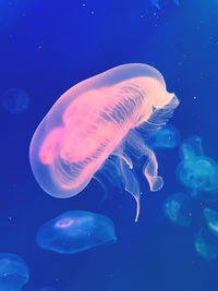 Close-up of jellyfish in water