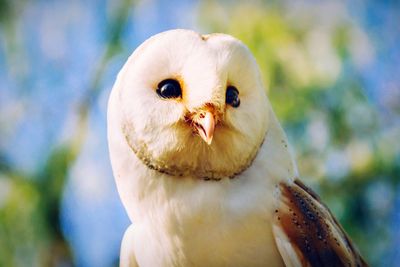 Close-up of bird