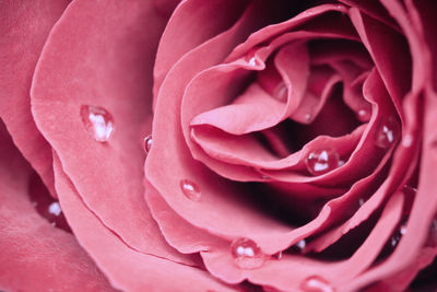 Full frame shot of wet pink rose