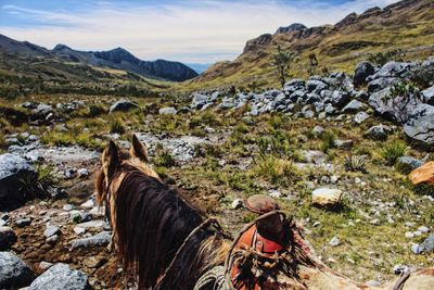 Rear view of horse on field against mountains