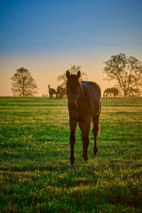 Horse grazing on field against sky during sunset