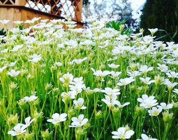 Close-up of white flowers blooming outdoors