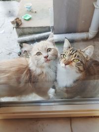 Portrait of cats on window