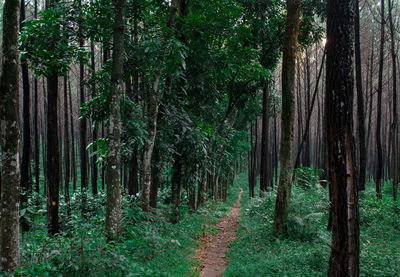 Trees growing in forest