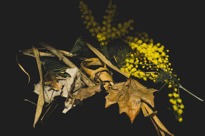 Close-up of autumn leaves against black background