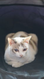 Close-up of cat resting