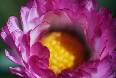 Close-up of pink flowers