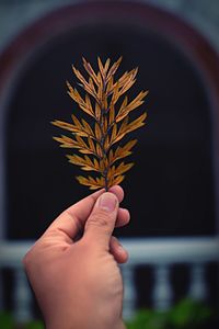 Close-up of person holding plant