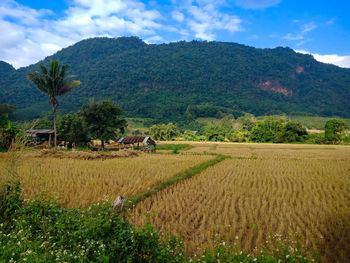 Scenic view of agricultural field against sky