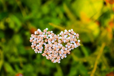 Close-up of white flowers blooming in park