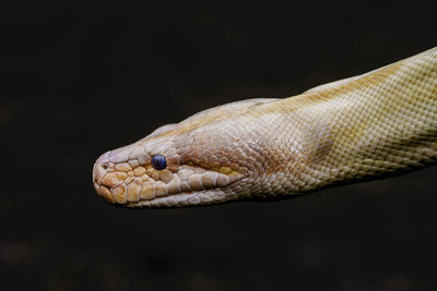 Cropped image of burmese python