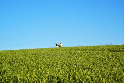 Scenic view of agricultural field against clear sky