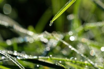 Close-up of water drops on leaf