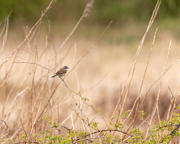 Bird perching on a plant