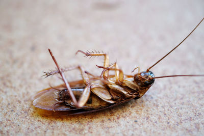 Close-up of insect on table