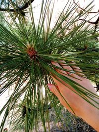 Close-up of plant against trees