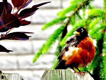 Close-up of bird perching on leaf