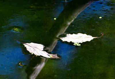 Leaf floating on a lake