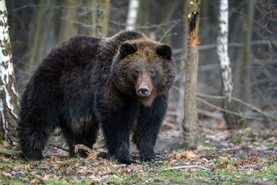 Close wild big brown bear portrait in forest. danger animal in nature habitat. big mammal