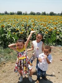 Sunflower field 