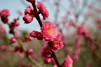 Close-up of pink flowers on branch