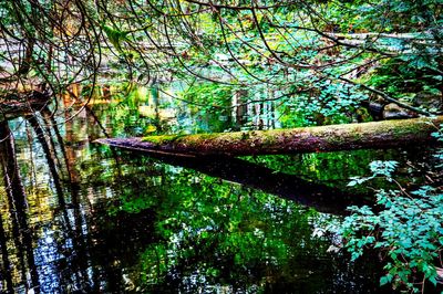 Trees growing in forest