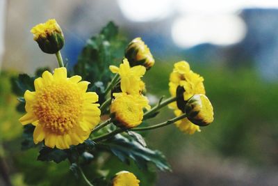 Close-up of yellow flower