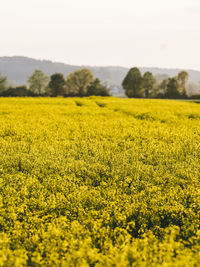 Scenic view of oilseed rape field