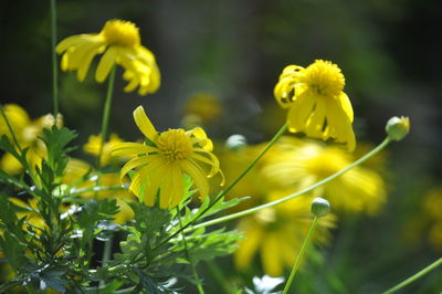 Close-up of yellow flowers blooming in field